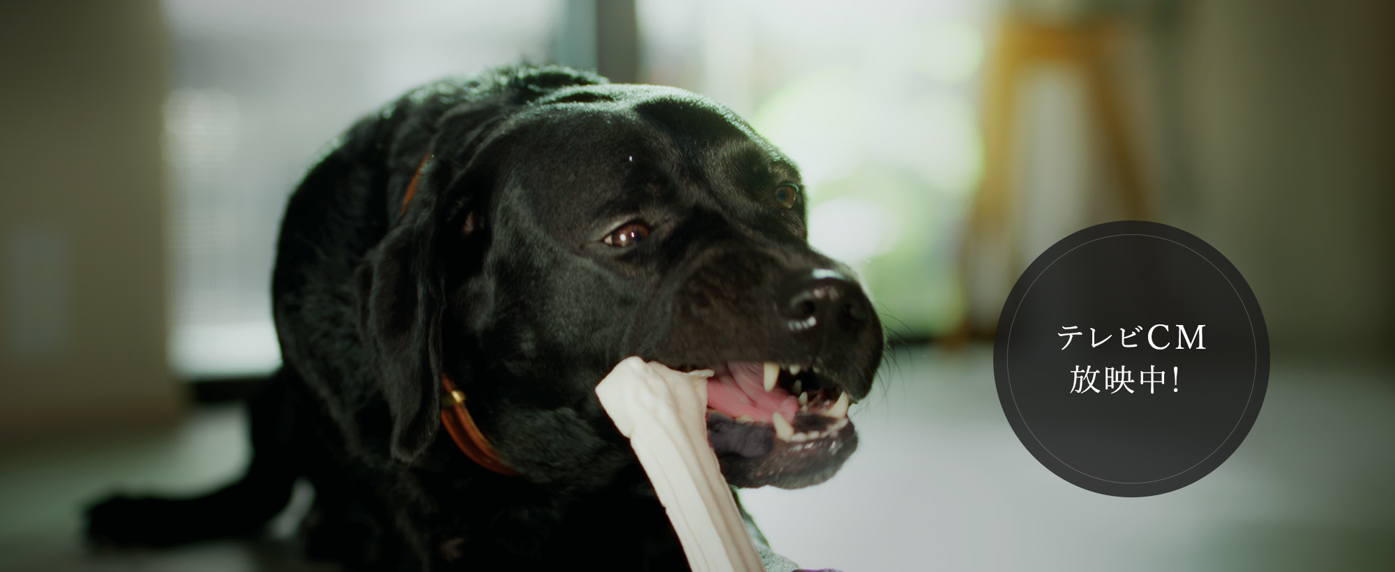 テレビCM 放映中！